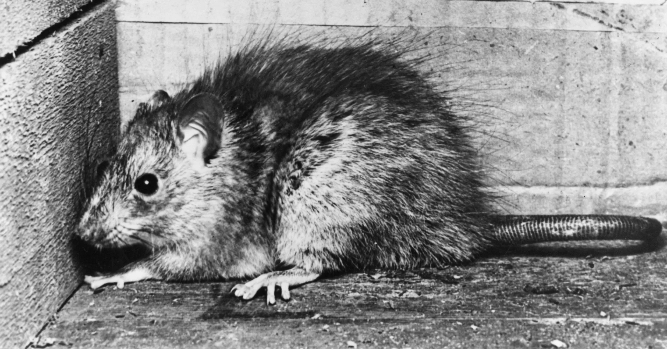 Brooklin Rats Brooklyn Rat Goes Viral For Photo Holding A Bottle Of Hennessy